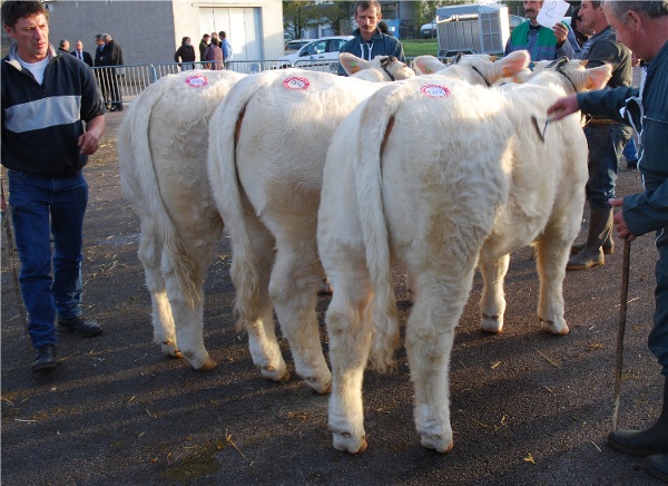 1er prix ensemble femelles