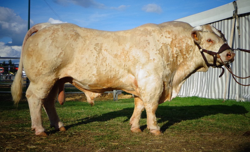 Feodal Mondial 2014
