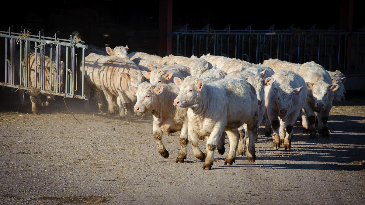 sortie des gnisses