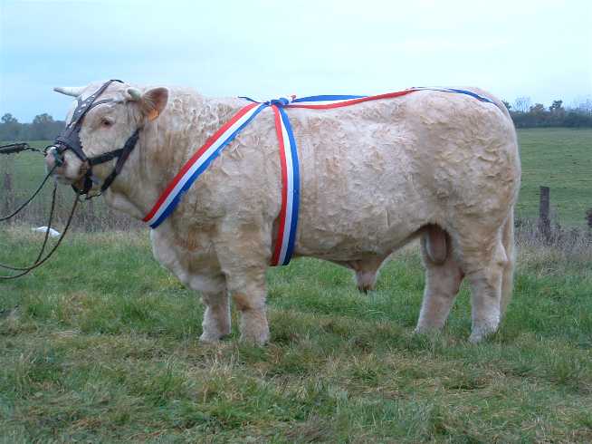Titus à Semur en Auxois en 2004