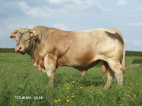 TOMAN 2010